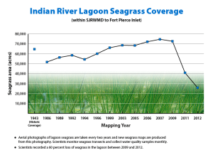 IndianRiverLagoonSeagrass
