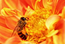Multiple Stressors Impacting Honey Bee Colonies
