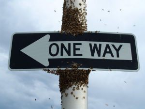 bees_one_way