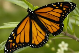 Defending Our Monarchs: Action Can Help Butterflies