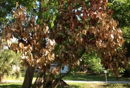 Laurel Wilt – Bay Tree Deaths: Surprising Losses in New Port Richey