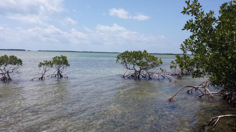 Editorial: Mangrove Restoration Efforts in South Florida