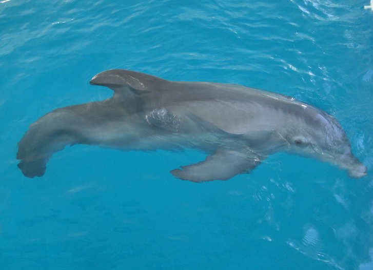 Winter the Dolphin
