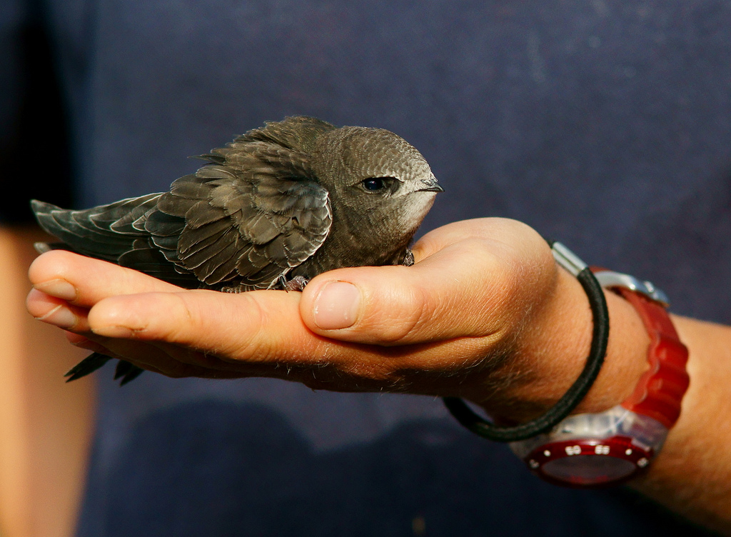 A UK Swift, a species of bird experiencing severe decline in England.
