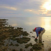 Seeking Balance in the Oyster Beds of Florida and Beyond