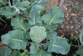 Broccoli Mash with Miso Gravy