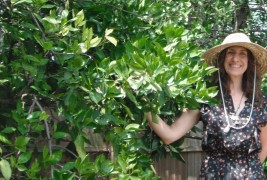 Tara 14 and Citrus Greening: Strengthen the Plant or Destroy the Disease