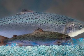 Recommended: FDA Quietly Pushes Through Genetically Modified Salmon Over Christmas Break