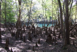 OP/ED: Blue Gold: Reflections on the Condition of Florida’s Natural Springs