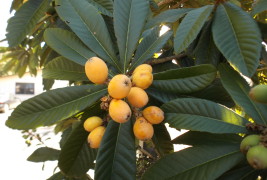 Florida Loquat Festival: Celebrating Florida’s Urban Fruit