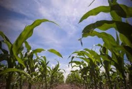 EDITORIAL: New Toxins and GMOs Headed Our Way