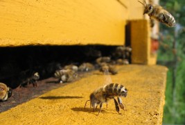 Dow’s New Poison Threatens Bees