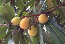 Loquat Newsletter #5 – January 2015