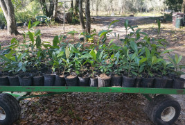 Green Plant Tree Farm: Loquats on Highway 98