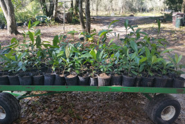 Loquat News – #6 – February