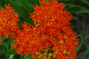 butterfly_milkweed_asclepias_tuberosa