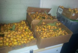 Florida Loquat News – #8