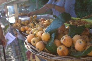 Loquat Festival 1