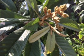 Florida Loquat News #10 – July 22