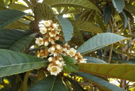 Loquat