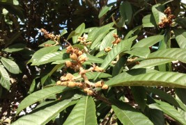 Florida Loquat News #13 – December