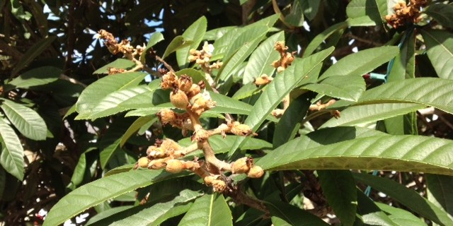 Loquat