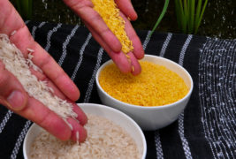 GMO Rice Comparison