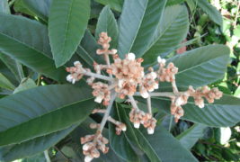 Loquat October