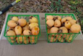 Loquat Festival