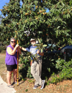 Loquat Festival