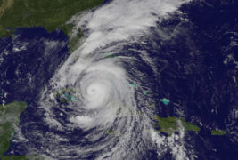 Irma Florida Loquat Damage
