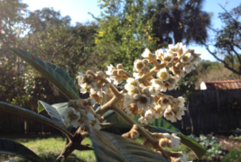 Florida Loquat Festival News #26 – November 2017