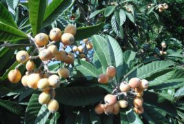 Loquat News #37 – February 2020