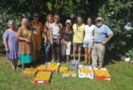 Florida Loquat News #35 – July 2019