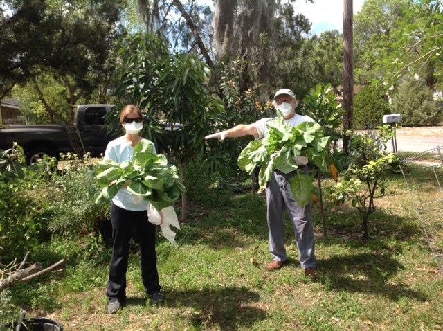 POSTPONED – Florida Loquat Festival to be held later in 2020