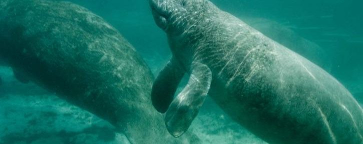 Manatee Deaths Soar in Florida