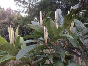 New leaves in April  –  virescent, slender, beautiful