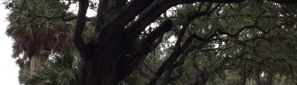 Live Oaks on Rockledge Drive