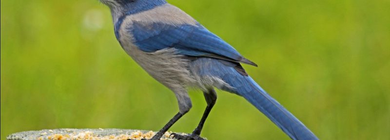 Florida Scrubjay