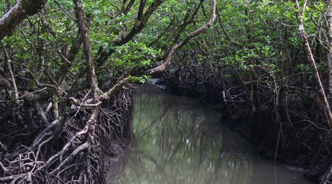 Mangrove Forest