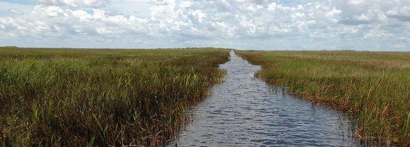 The Importance of the Florida Everglades When Battling Climate Change 