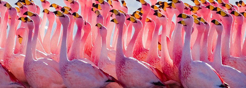 Flamingos: Native or Snow Birds?