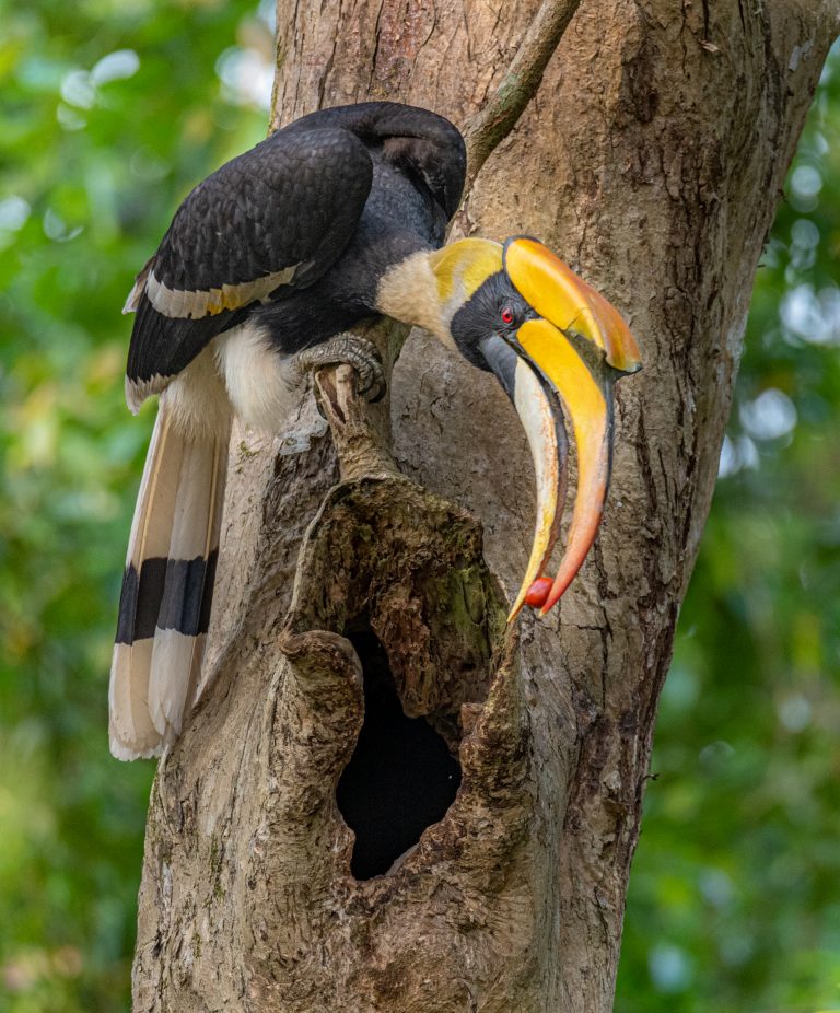 3D Printing Tech Helps Treat ZooTampa Hornbill’s Tumor