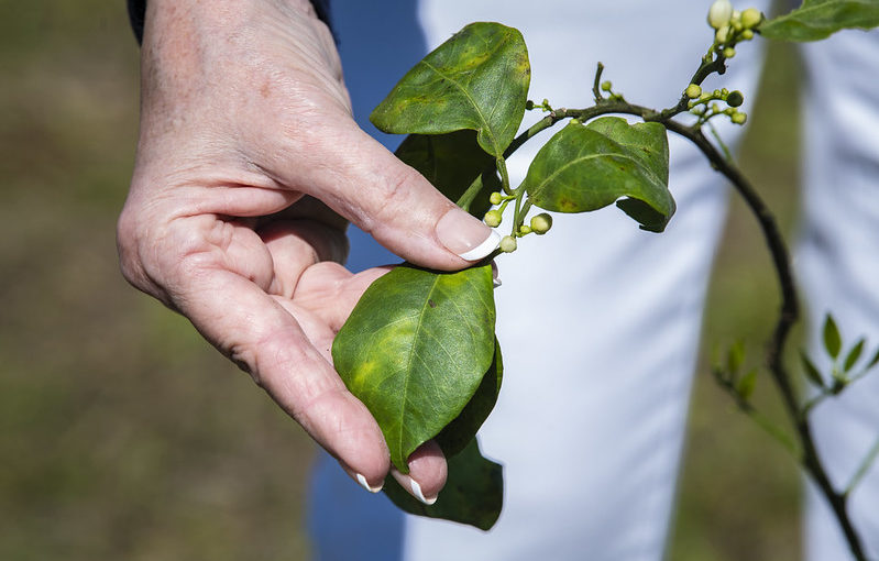 Citrus Greening damage on a leaf