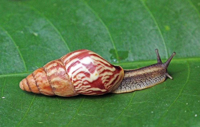 Giant African Snail Infestation in Pasco County 