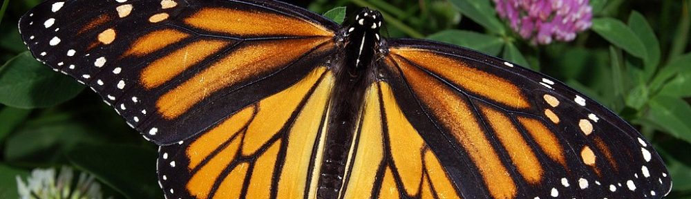 Monarch Butterflies Added to the Endangered Species Red List