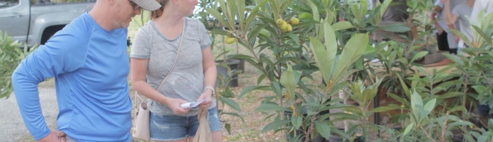 Dana and Keith Chapman wait to purchase a “Brandenton” variety of Loquat tree during the Festival.