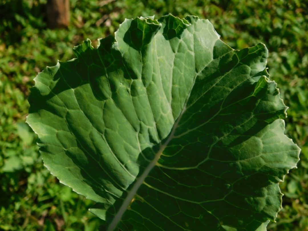 9th Annual Collards Festival – Sat, Jan 6