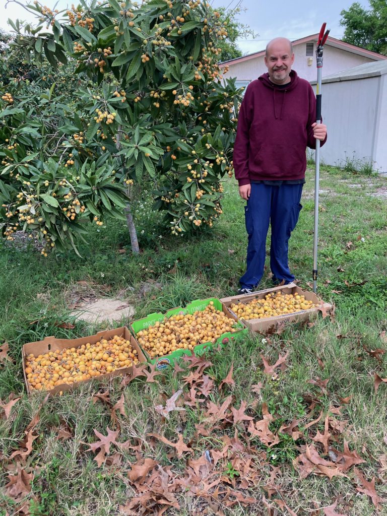 2024 Loquat Harvest