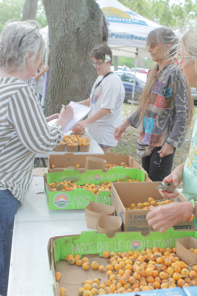 Loquats for sale at the Florida Loquat Festival